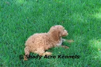 F1b Mini Golden Laroy--average weight 30#, a male Miniature Goldendoodle for sale in Macon, GA – 8 of 8