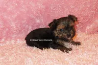 AKC Bugundy, a female Yorkshire Terrier for sale in Macon, GA – 3 of 6