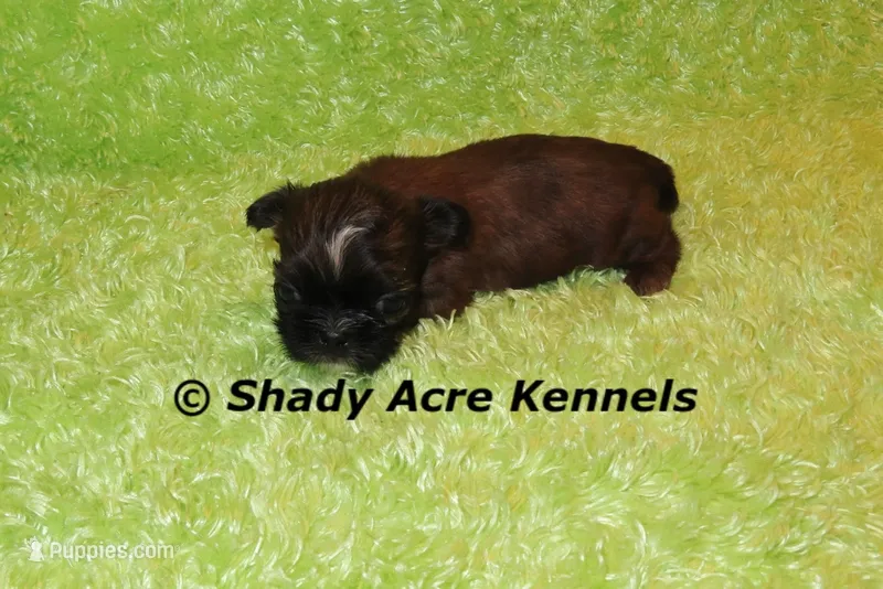 Teeny Queckers – Shih Tzu puppy for sale in Macon, GA