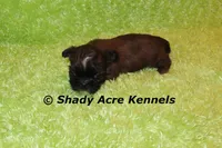 Teeny Queckers, a male Shih Tzu for sale in Macon, GA – 3 of 4