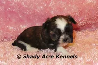 Pindora, a female Shih Tzu for sale in Macon, GA – 4 of 6