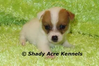 Shorty Android, a male Jack Russell Terrier for sale in Macon, GA – 8 of 8