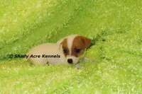 Shorty Android, a male Jack Russell Terrier for sale in Macon, GA – 10 of 10