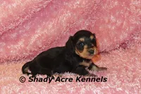 Long Coat Lodybug, a female Miniature Dachshund for sale in Macon, GA – 7 of 7
