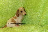 Yang, a male Miniature Dachshund for sale in Macon, GA – 4 of 9
