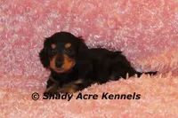 Long coat Lola--AKC registerable, a female Miniature Dachshund for sale in Macon, GA – 5 of 7