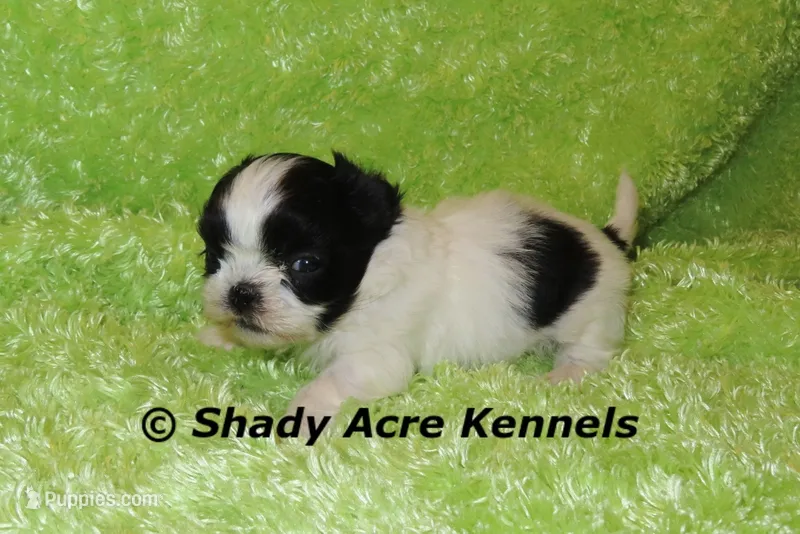 Pinther – Shih Tzu puppy for sale in Macon, GA