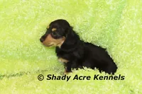 Long Coat Lochlan--AKC registerable, a male Miniature Dachshund for sale in Macon, GA – 2 of 10