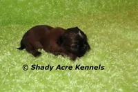 Teeny Queckers, a male Shih Tzu for sale in Macon, GA – 2 of 4