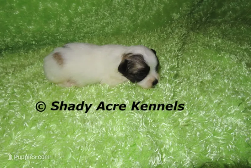 McCavity – Shichon puppy for sale in Macon, GA