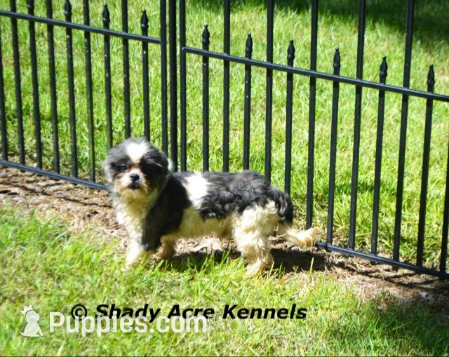 Kin-Parent pics too, a male Shih Tzu for sale in Macon, GA – 9 of 9