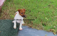 Smooth Shorty Cheff, a male Jack Russell Terrier for sale in Macon, GA – 8 of 8