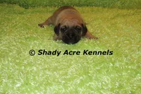 Benard, a male Puggle for sale in Macon, GA – 2 of 8