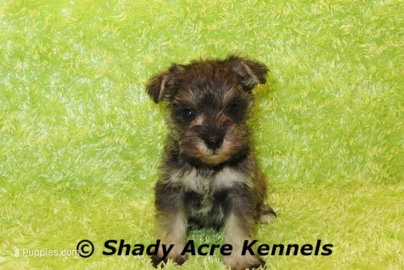 Esdras – Miniature Schnauzer puppy for sale in Macon, GA