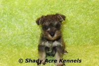 Esdras--smaller than average, a male Miniature Schnauzer for sale in Macon, GA – 2 of 10