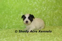 Gineral, a male Mal Shi for sale in Macon, GA – 6 of 8