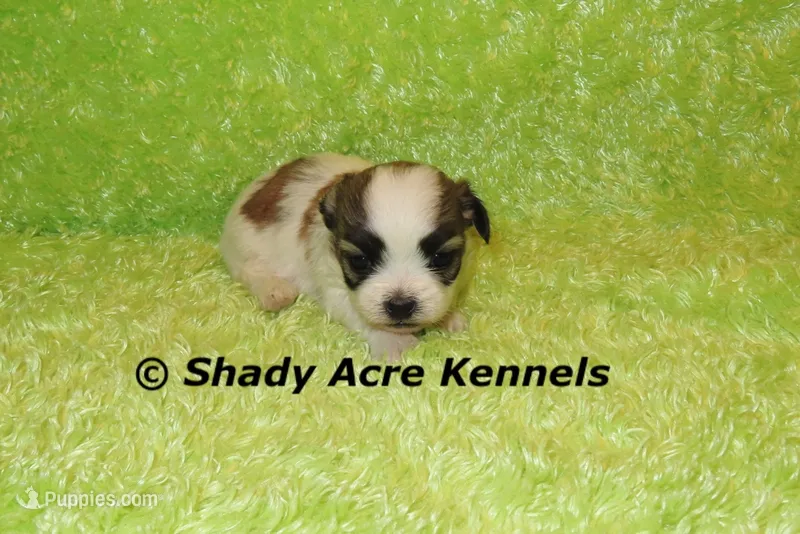 Girrett – Mal Shi puppy for sale in Macon, GA