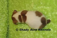 Shorty Giuliano, a male Jack Russell Terrier for sale in Macon, GA – 7 of 8