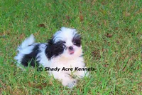 Pimela--5-6 lb grown, a female Shih Tzu for sale in Macon, GA – 7 of 8