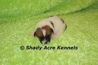 Milano, a male Jack Russell Terrier for sale in Macon, GA – 2 of 6