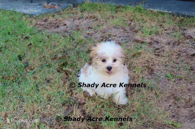 Girrett – Mal Shi puppy for sale in Macon, GA