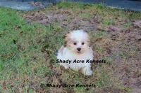 Girrett--Parent pics too, a male Mal Shi for sale in Macon, GA – 2 of 10