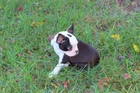 Duchess with Haggerty Spot, a female Boston Terrier for sale in Macon, GA – 3 of 9