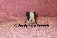 Madeline--ready to go 11-2, a male Boston Terrier for sale in Macon, GA – 5 of 7