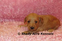 F1b MINI Lathy--average weight 30lbs, a female Miniature Goldendoodle for sale in Macon, GA – 3 of 8