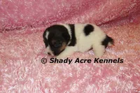 Melina, a female Jack Russell Terrier for sale in Macon, GA – 5 of 5