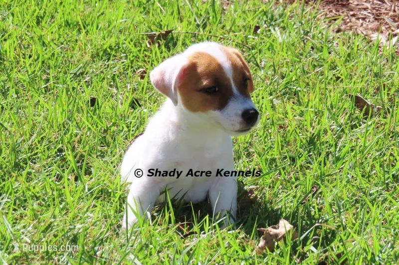 Shorty Android – Jack Russell Terrier puppy for sale in Macon, GA