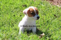 Short, Smooth Android--Parent pics too, a male Jack Russell Terrier for sale in Macon, GA – 2 of 9