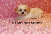 Disco-mature weight 8-10 lb, a female Mal Shi for sale in Macon, GA – 5 of 10