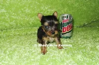 AKC Central-average <4lb--Parent pics listed, a male Yorkshire Terrier for sale in Macon, GA – 3 of 7
