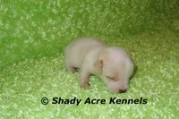 Smooth Shorty Chevy, a male Jack Russell Terrier for sale in Macon, GA – 2 of 7