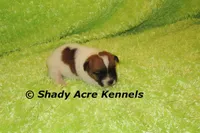 Milano, a male Jack Russell Terrier for sale in Macon, GA – 5 of 6