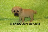 Bebby, a male Puggle for sale in Macon, GA – 7 of 10