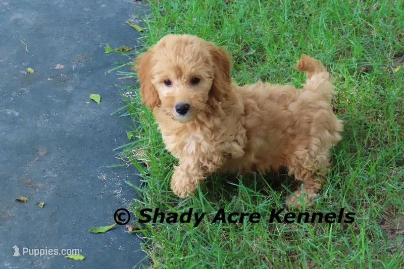 F1b MINI Lathy--average weight 30lbs – Miniature Goldendoodle puppy for sale in Macon, GA