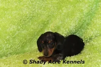 Dapple Yates, a male Miniature Dachshund for sale in Macon, GA – 4 of 10