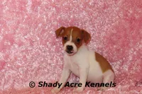 Shorty Ginny-Ready 3-4-26, a female Jack Russell Terrier for sale in Macon, GA – Photo 2 of 10
