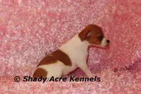 Shorty Ginny-Ready 3-4-26, a female Jack Russell Terrier for sale in Macon, GA – Photo 5 of 10