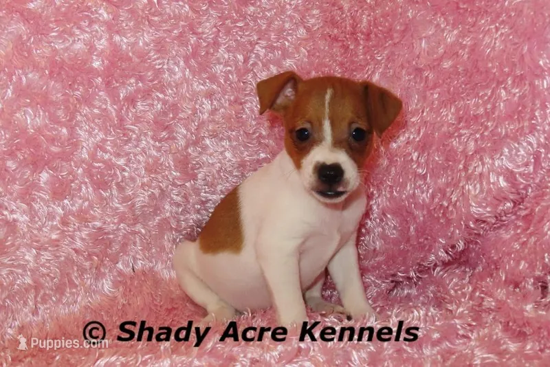 Shorty Ginny-Ready 3-4-26, a female Jack Russell Terrier for sale in Macon, GA – Photo 1 of 10