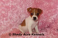 Shorty Ginny-Ready 3-4-26, a female Jack Russell Terrier for sale in Macon, GA – Photo 1 of 10