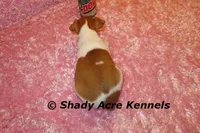 Shorty Ginny-Ready 3-4-26, a female Jack Russell Terrier for sale in Macon, GA – Photo 9 of 10