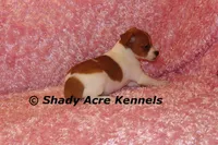 Shorty Ginny-Ready 3-4-26, a female Jack Russell Terrier for sale in Macon, GA – Photo 8 of 10