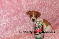 Shorty Ginny-Ready 3-4-26, a female Jack Russell Terrier for sale in Macon, GA – Photo 7 of 10
