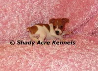 Shorty Ginny-Ready 3-4-26, a female Jack Russell Terrier for sale in Macon, GA – Photo 10 of 10