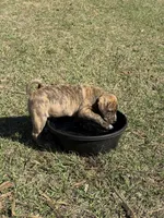 Sammy Jr, a male Anatolian Shepherd Dog and Black Mouth Cur for sale in Chiefland, FL – Photo 1 of 4