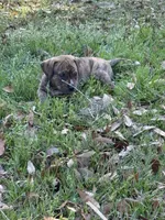 Sammy Jr, a male Anatolian Shepherd Dog and Black Mouth Cur for sale in Chiefland, FL – Photo 4 of 4