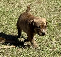Sammy Jr, a male Anatolian Shepherd Dog and Black Mouth Cur for sale in Chiefland, FL – Photo 2 of 4